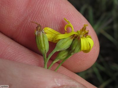 Senecio bupleuroides, photographed by Chris Vynbos
