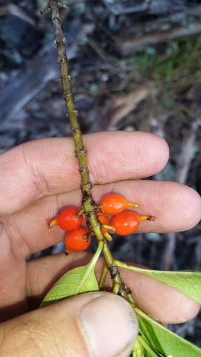Coprosma rhynchocarpa, photographed by cwarneke