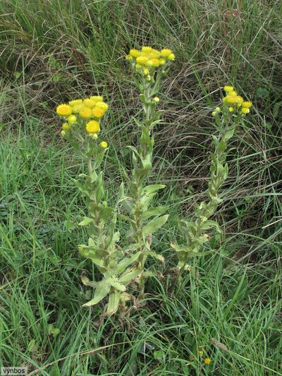 Helichrysum ruderale, photographed by Chris Vynbos