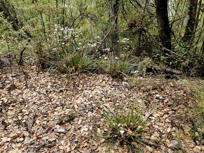 Libertia mooreae, photographed by Duncan Cunningham