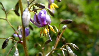Dianella tasmanica, photographed by John Tann