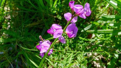Swainsona lessertiifolia, photographed by John Tann