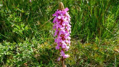 Stylidium armeria, photographed by John Tann