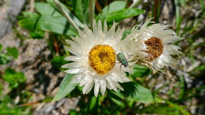 Coronidium elatum, photographed by John Tann