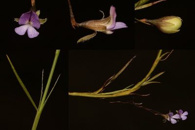 Psoralea cataracta, photographed by Brian du Preez
