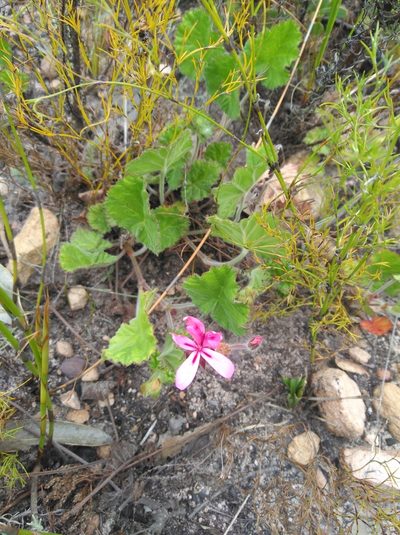 Pelargonium alpinum, photographed by Brian du Preez