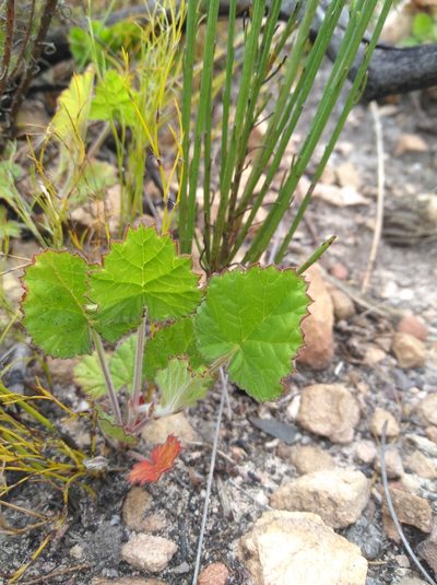 Pelargonium alpinum, photographed by Brian du Preez