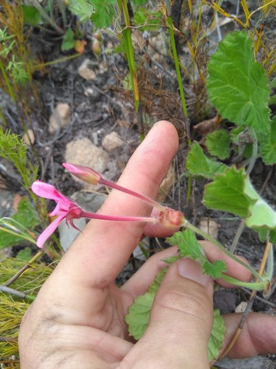 Pelargonium alpinum, photographed by Brian du Preez
