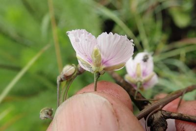 Heliophila rigidiuscula, photographed by Peter Warren
