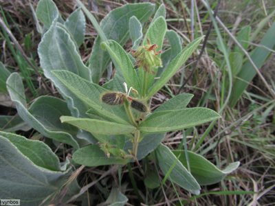 Eriosema preptum, photographed by Chris Vynbos