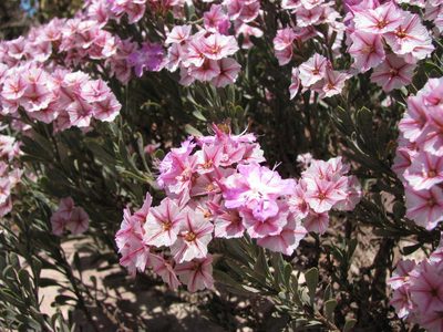 Limonium capense, photographed by Paul Emms