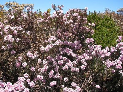Limonium capense, photographed by Paul Emms