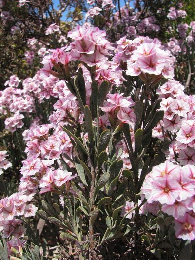 Limonium capense, photographed by Paul Emms