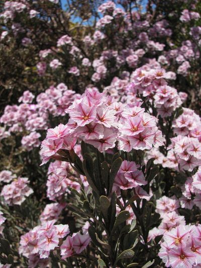Limonium capense, photographed by Paul Emms