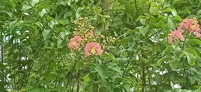 Lagerstroemia indica, photographed by Ong Jyh Seng