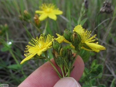 Hypericum aethiopicum, photographed by Chris Vynbos