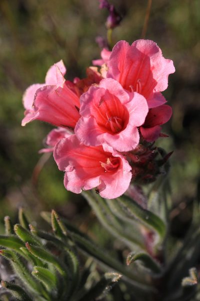 Lobostemon lucidus, photographed by Paul Emms