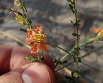 Ammannia rigidula, photographed by Robert Taylor