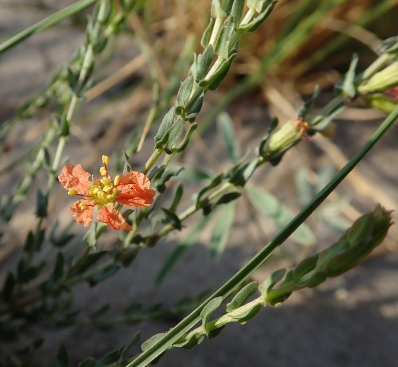 Ammannia rigidula, photographed by Robert Taylor