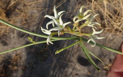 Leptadenia jasminiflora, photographed by Robert Taylor