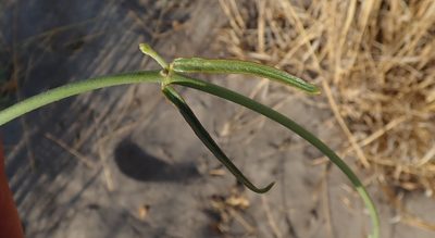 Leptadenia jasminiflora, photographed by Robert Taylor