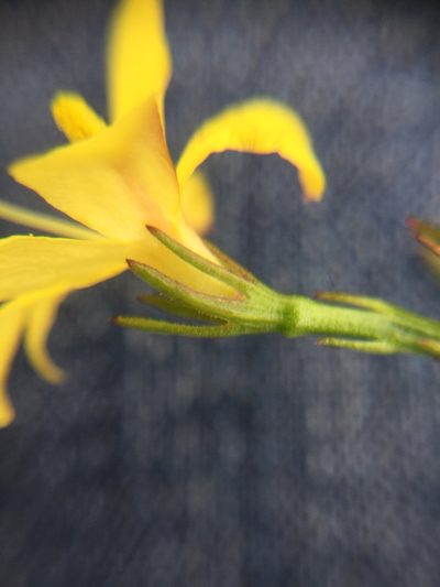 Menodora intricata, photographed by Erick Vélez Sánchez
