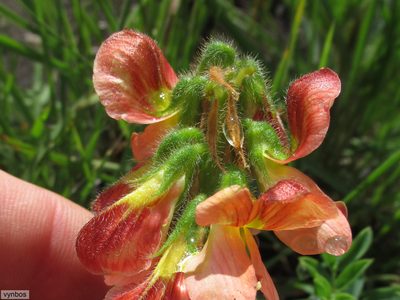 Eriosema distinctum, photographed by Chris Vynbos