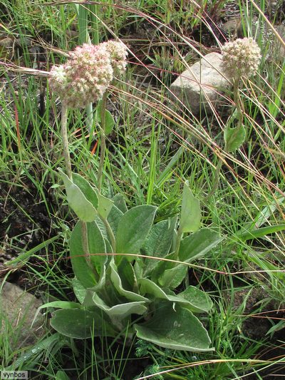 Helichrysum griseum, photographed by Chris Vynbos