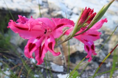 Gladiolus crispulatus, photographed by linkie