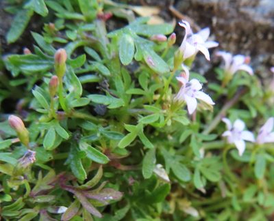 Lobelia muscoides, photographed by linkie