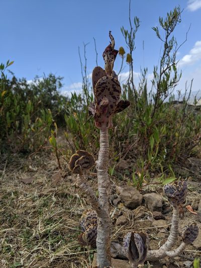 Kalanchoe marmorata, photographed by Daniel Cahen
