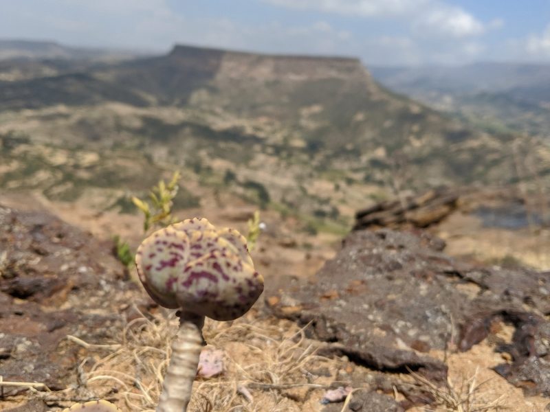 Kalanchoe marmorata, photographed by Daniel Cahen