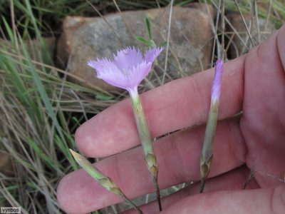 Dianthus zeyheri, photographed by Chris Vynbos