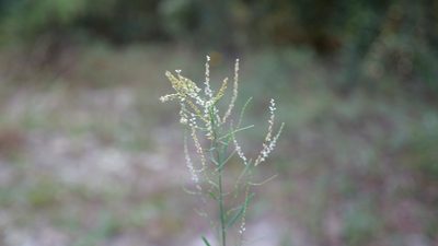 Polygonella gracilis, photographed by Valerie Anderson