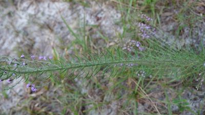 Liatris gracilis, photographed by Valerie Anderson
