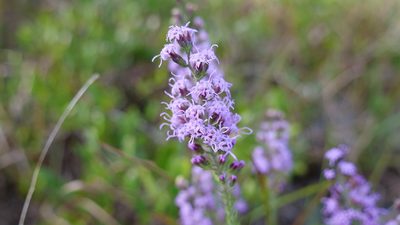 Liatris gracilis, photographed by Valerie Anderson