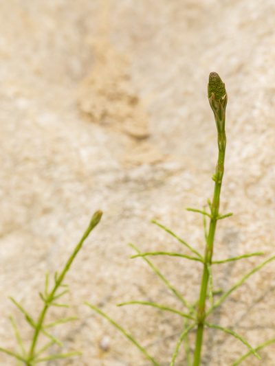 Equisetum diffusum, photographed by Subhadra Devi