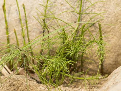 Equisetum diffusum, photographed by Subhadra Devi