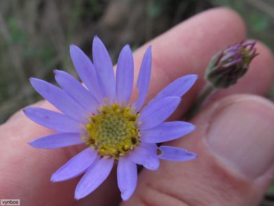 Afroaster hispidus, photographed by Chris Vynbos