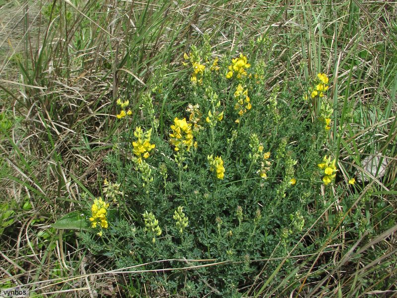 Crotalaria dura, photographed by Chris Vynbos