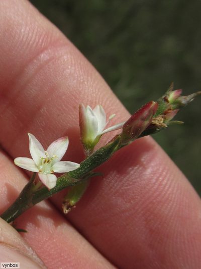 Oxygonum dregeanum, photographed by Chris Vynbos