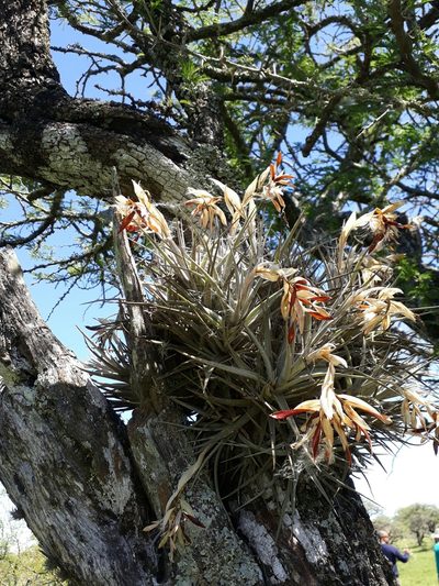 Tillandsia ixioides, photographed by Fernando Sessegolo