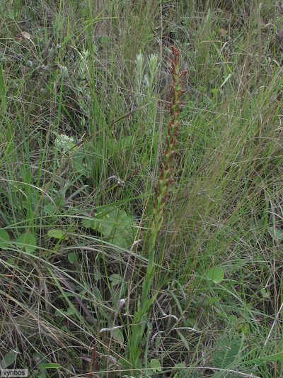 Disa brevicornis, photographed by Chris Vynbos
