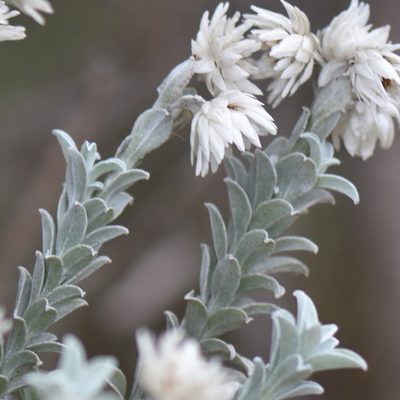 Achyranthemum argenteum, photographed by Andrew Gillespie