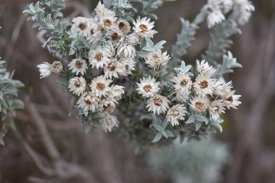 Achyranthemum argenteum, photographed by Andrew Gillespie