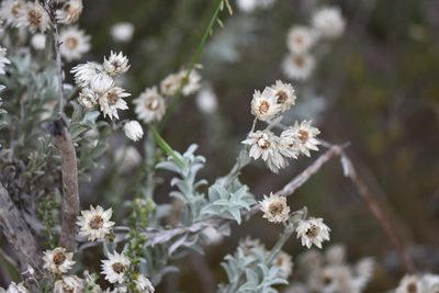 Achyranthemum argenteum, photographed by Andrew Gillespie