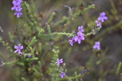 Jamesbrittenia microphylla, photographed by Andrew Gillespie
