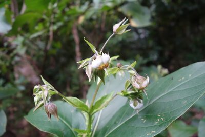 Trichodesma calycosum, photographed by agujaceratops