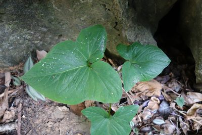 Typhonium roxburghii, photographed by agujaceratops