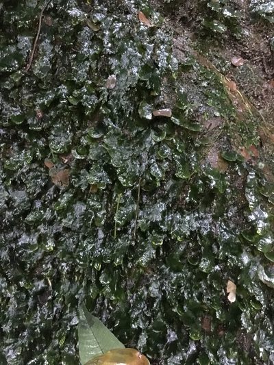 Hymenophyllum sibthorpioides, photographed by Jessica